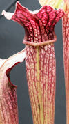 S. (alata x leucophylla - Red 