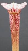 S. (alata x leucophylla - Red 
