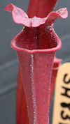 S. (leucophylla x oreophila) -