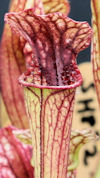 S. oreophila - Dekalb County -