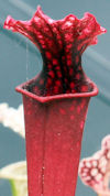 S. 'Faulisi Clone 7' x 'Saurus