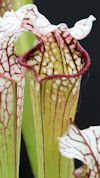 S. leucophylla - 'Wilkerson Re