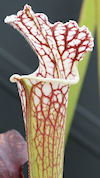 S. leucophylla - Red stripe th