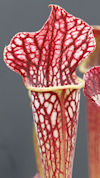 S. leucophylla - Botanical Gar