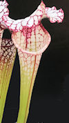 S. 'Lynda Butt' x leucophylla 
