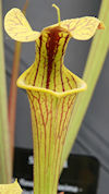 S. 'Hugh Jampton' x flava var.