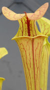 S. moorei - 'Brooks hybrid ora