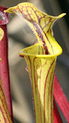 S. moorei - 'Brooks hybrid ora