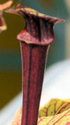S. (oreophila - Sand Mountain 