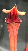 S. (oreophila - Sand Mountain 