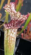 S. 'Crimson Queen' x leucophyl