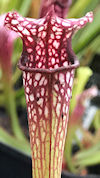 S. 'Crimson Queen' x leucophyl