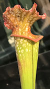 S. leucophylla - Apalachicola,