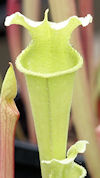 S. leucophylla - Baldwin Count