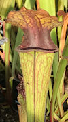 S. oreophila - Sand Mountain M