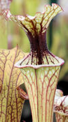 S. oreophila - Sand Mountain M