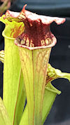 S. oreophila - Sand Mountain M