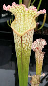 S. leucophylla - MS L30A x 'P?