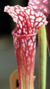 S. leucophylla - MS L30A x 'P?