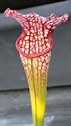 S. leucophylla - MS L30A x 'P?