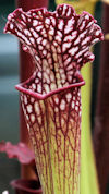 S. leucophylla - MS L30A x 'P?