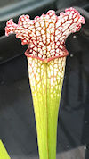 S. leucophylla - MS L30A x 'P?
