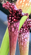 S. leucophylla - MS L30A x 'P?