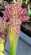 S. (leucophylla x oreophila) '