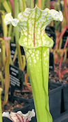 S. ((leucophylla x oreophila) 