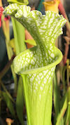S. leucophylla - All green, an