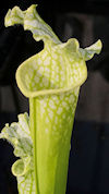 S. leucophylla - All green, an