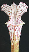 S. leucophylla - 'clone 2' - x