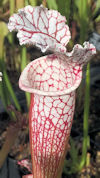S. leucophylla - 'clone 3' - x