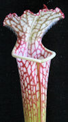 S. leucophylla - 'Pink Lip' - 