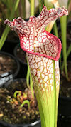 S. leucophylla