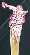 S. leucophylla - Citronelle, A