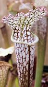 S. leucophylla - Baldwin Count