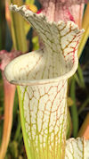 S. leucophylla var. alba - Fat