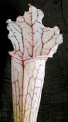 S. leucophylla var. alba - Sli