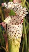 S. leucophylla - Robust bright