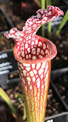 S. leucophylla - Pink lip, Apa
