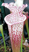 S. leucophylla - North of East