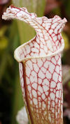 S. leucophylla - North of East
