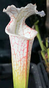 S. leucophylla - North of East
