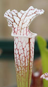 S. leucophylla - North of East