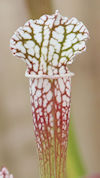 S. leucophylla - North of East