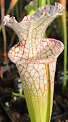 S. leucophylla - North of East