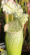 S. leucophylla - North of East