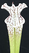 S. leucophylla - North of East