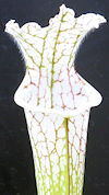 S. leucophylla - North of East